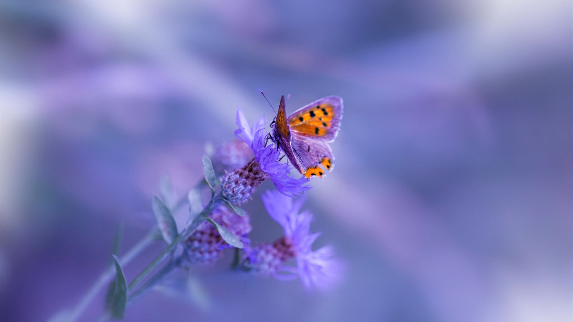 英雄基因,当凯尔特人绝杀浙江队与东契奇接管欧冠时