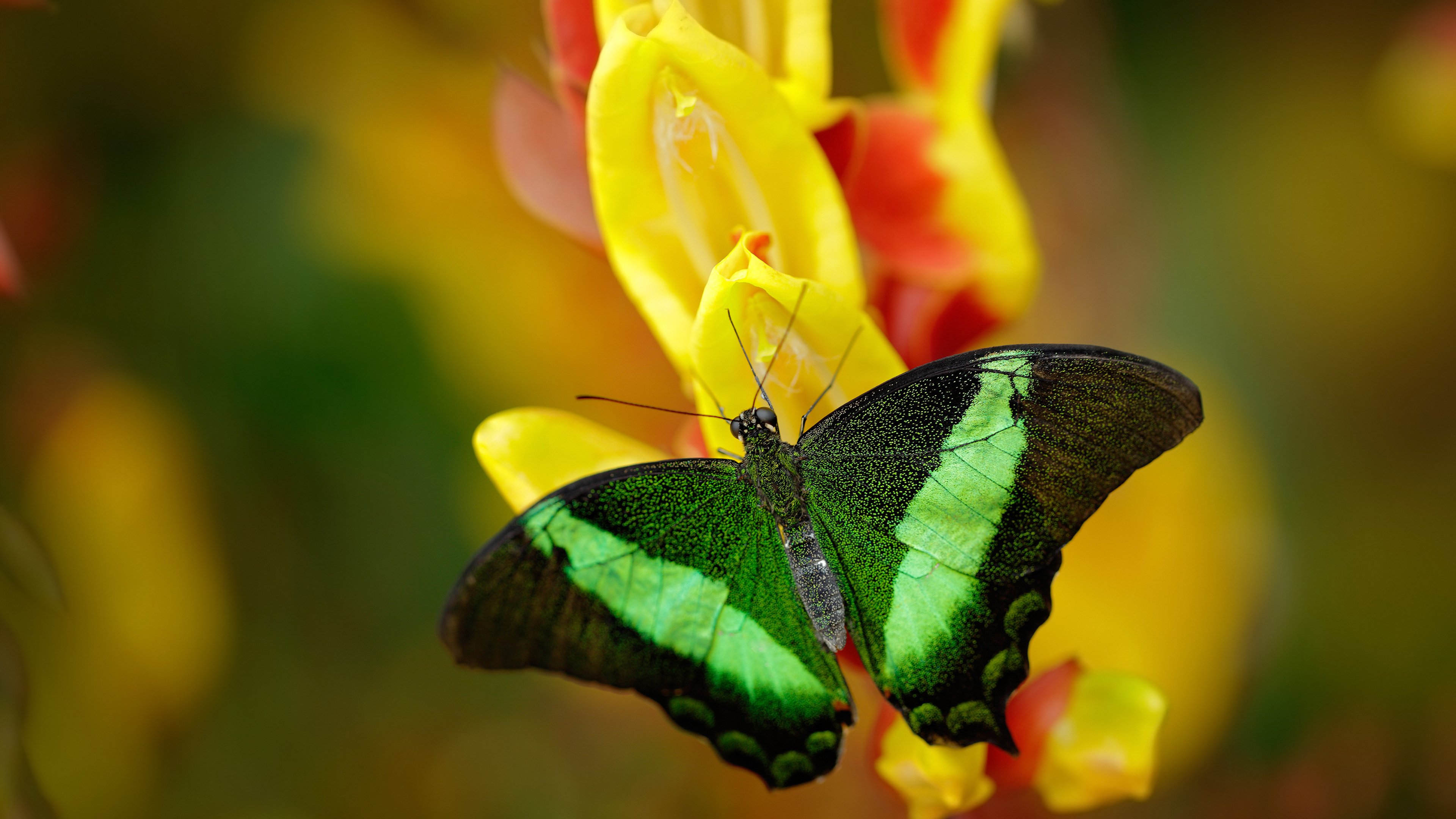 东方铁壁与费城浪潮的终极碰撞，团队篮球的史诗胜利