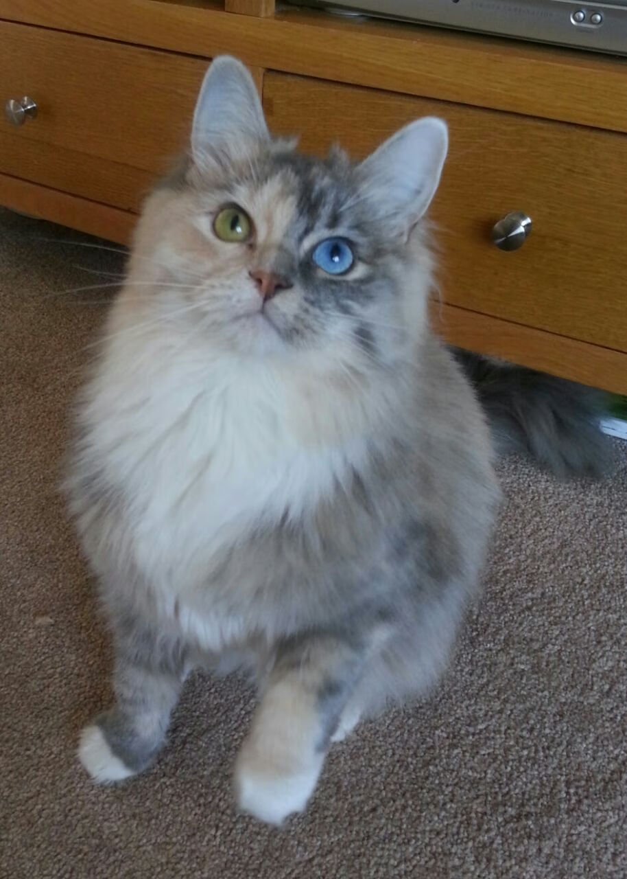 完美解题，掘金六场标准答案如何让米切尔沦为无解难题