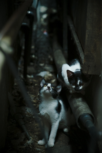 暗面主宰，霍勒迪在总决赛之夜如何用防守改写剧本