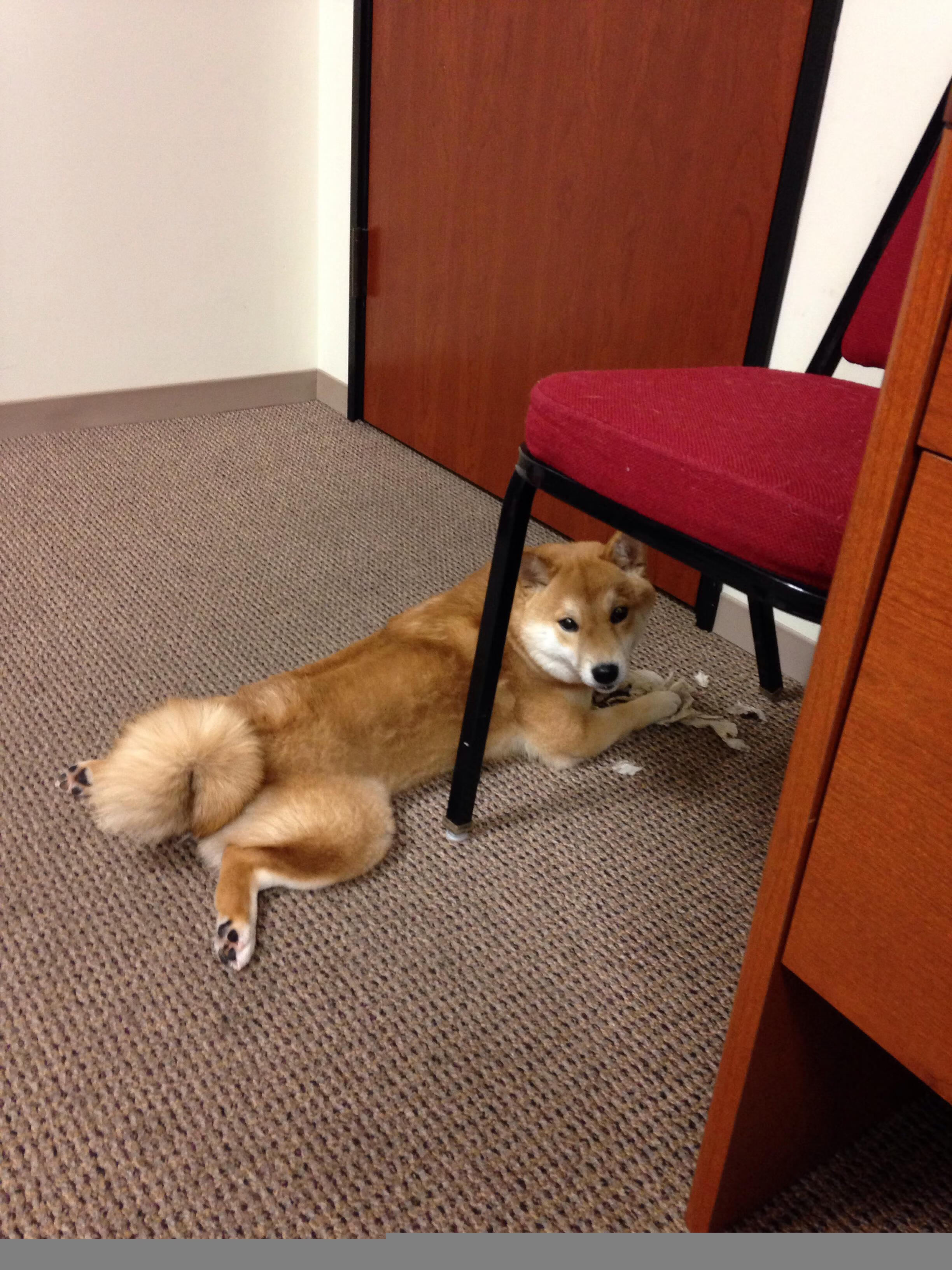 破冰者与终结者，萨内高光下的北美崛起号角