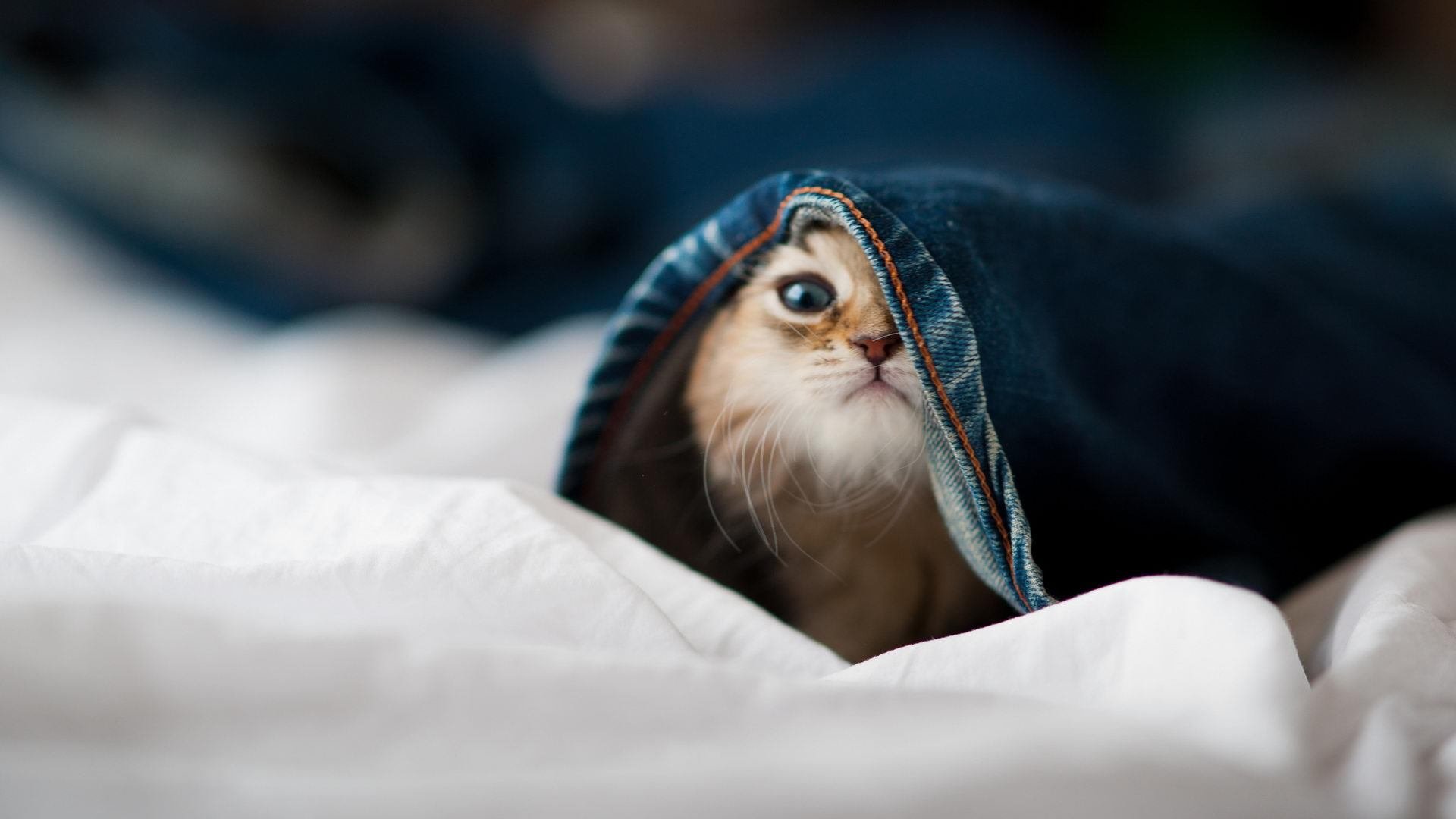 北非镰刀收割南十字星，迪巴拉用压制级演出导演地中海风暴