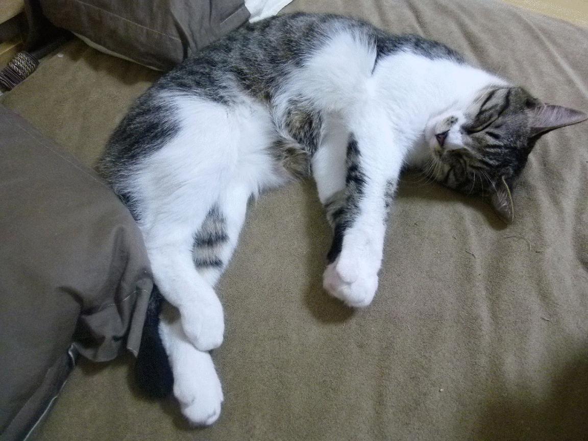 虚构的绿茵史诗，当美国梦遇上文艺复兴，恩佐是唯一答案