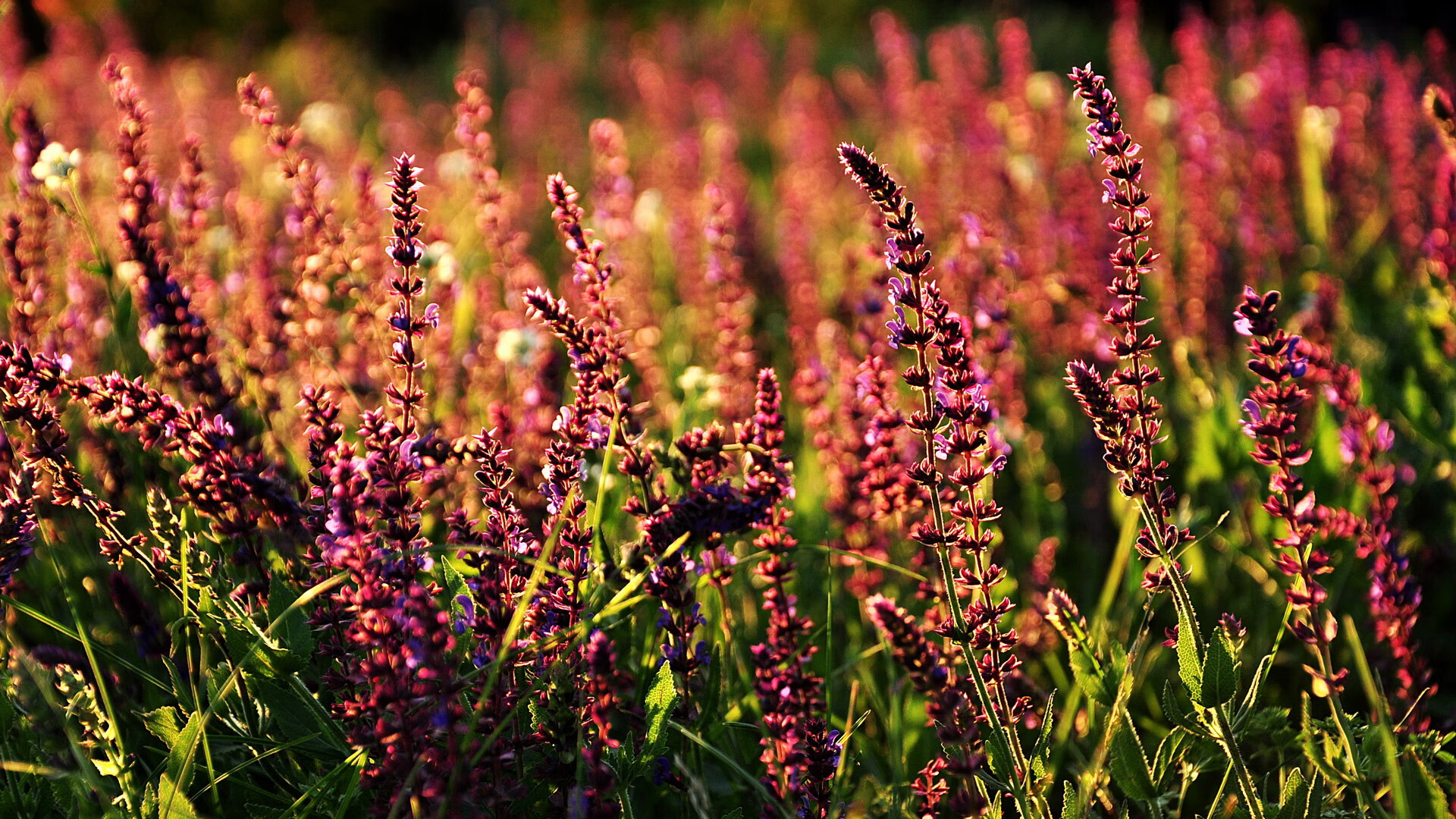 美加墨烽火，当桑巴军团狂胜利物浦—解码足球世界的平行战场