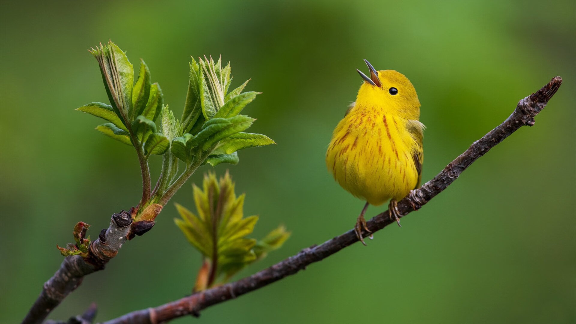 平行宇宙的燃点，当F1银箭撕裂巴林夜幕，字母哥在密尔沃基轰下数据核爆
