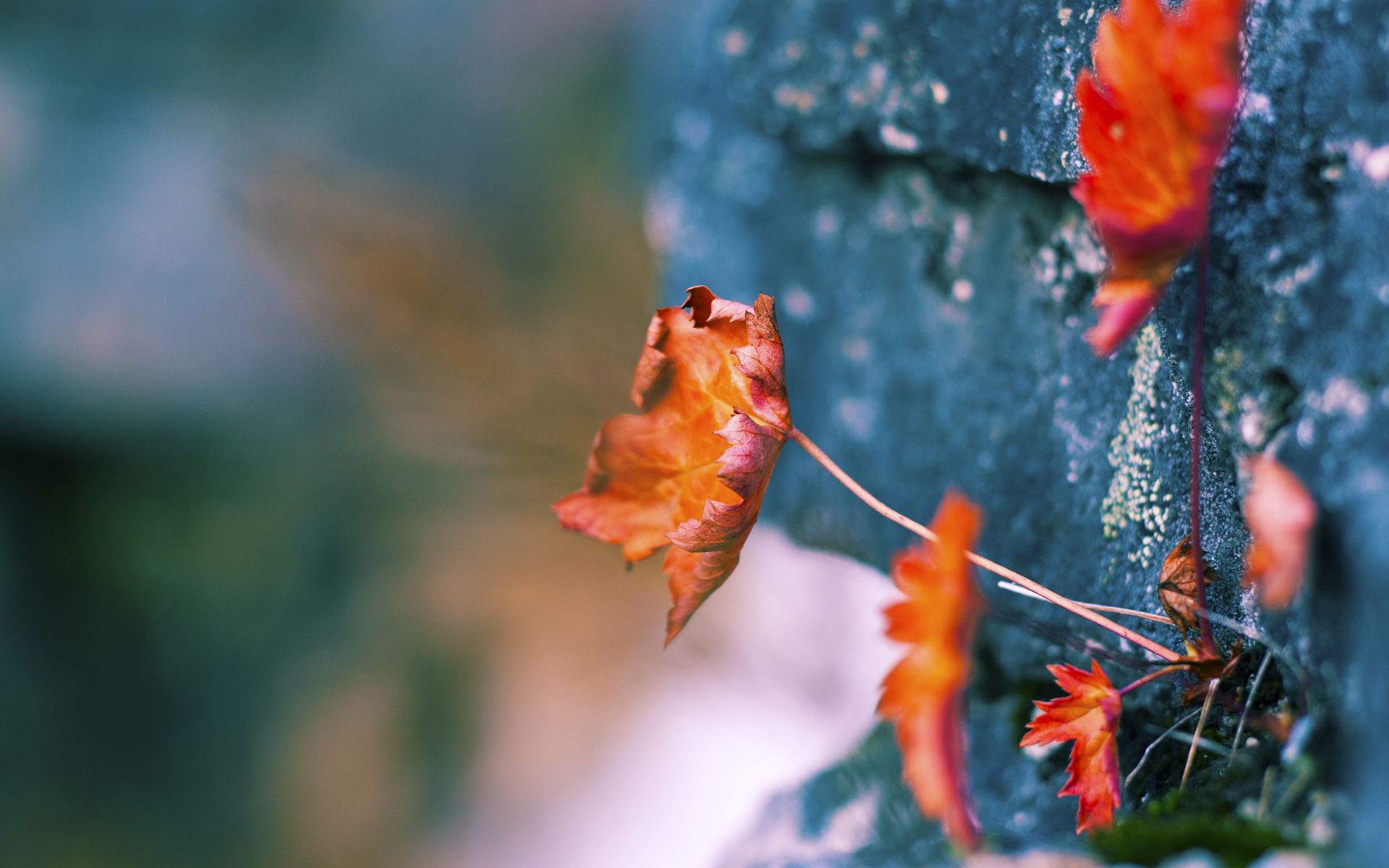 双线叙事，莱万之夜的个人英雄主义与佛罗伦萨的团队韧性诗篇