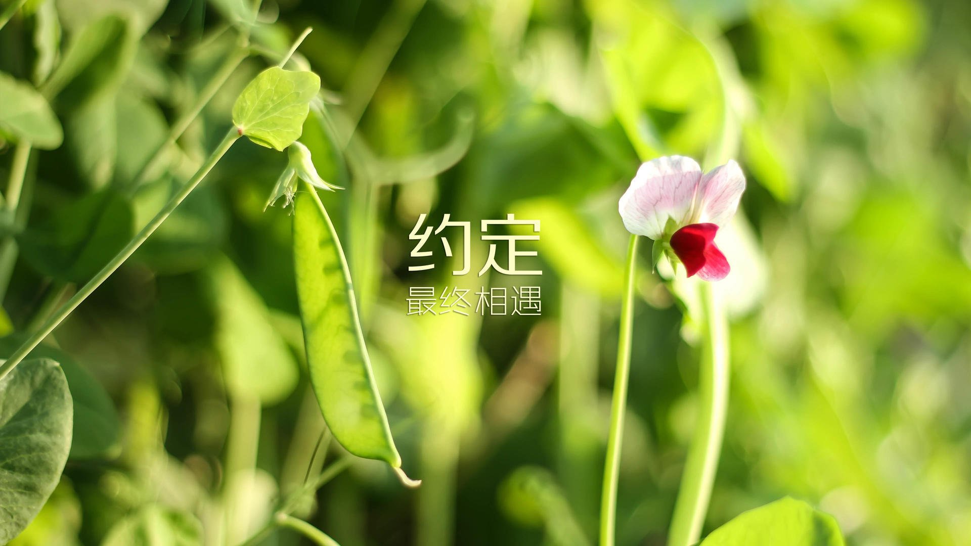 命运的齿轮再次咬合,2026,当碾压成为一种宿命,C罗以神迹重写世界杯历史独一页
